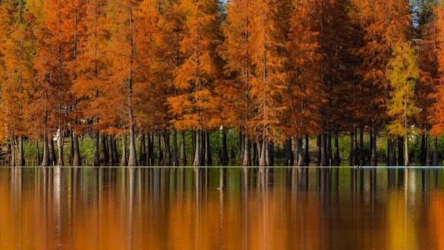 成都限定红！水杉最美季节上线，赶紧打卡