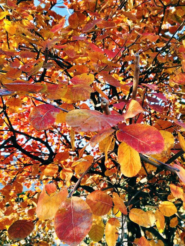 今日北京晴朗微风，有空走走，赏秋正当时