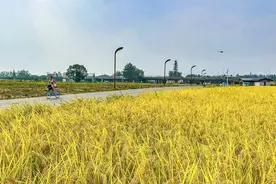 天府绿道迎丰收 成都环城生态区秋收面积6万余亩图片