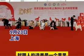 推动宠物高质量繁育，狗狗界的“选美比赛”在沪举行，哈士奇、柯基、金毛可甜可盐图片
