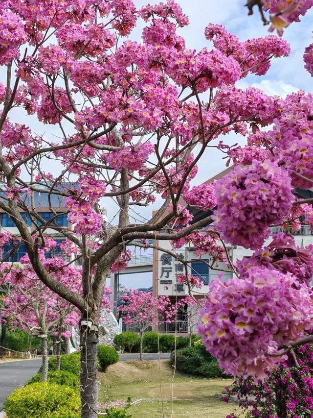 赏花撸萌宠、水果采摘、围炉煮茶……来珠海这里跨年，太精彩！