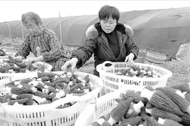 绵阳安州：羊肚菌丰收采摘忙图片