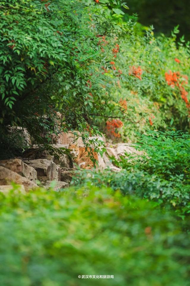 武汉为百年古树建公园，免费开放！