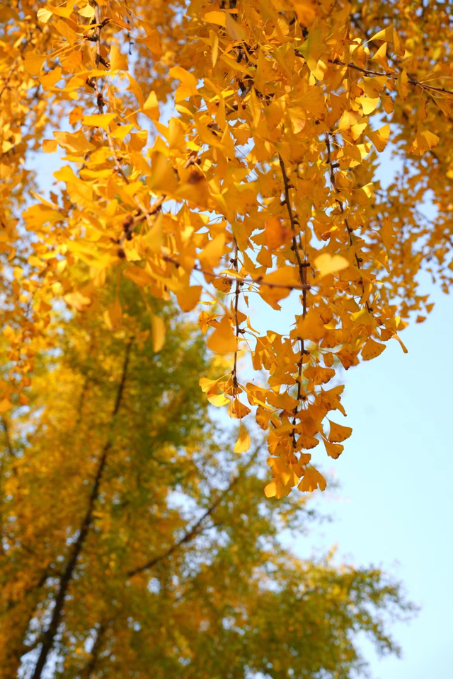 这6个淮南银杏绝美打卡地！码住刷爆朋友圈！