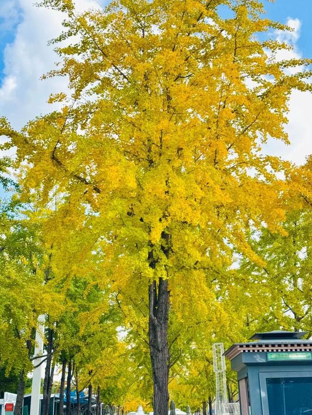 南京开始“下雪”了！