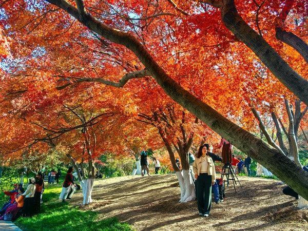 武汉各大公园“霜叶红于二月花”，市民赏枫要趁早