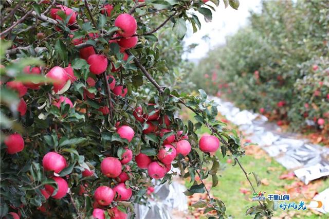 出发！抓住秋天的尾巴！威海“拾秋地图”上新啦