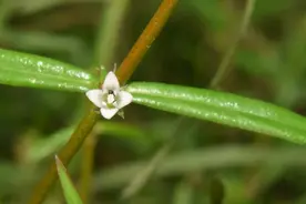 “白花蛇草水”的原料~一起认识它图片