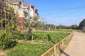 扮靓美丽庭院，绘就美丽乡村新“院景”图片