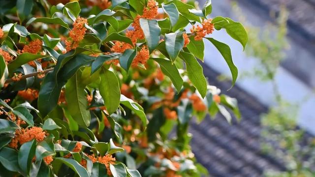 为什么来愚园一定要听讲解？