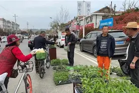 “苗”准先机，威海市经区崮山镇种苗销售火爆图片