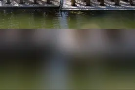 好新奇！这里的水稻漂在鱼塘上图片