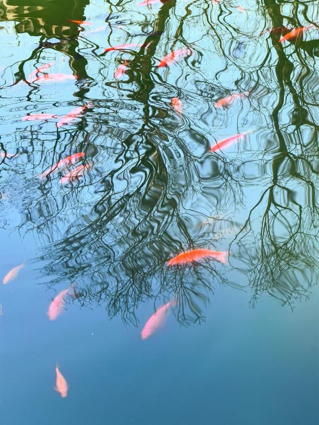 晚潮｜邀山揖湖：四季繁花与千年山水