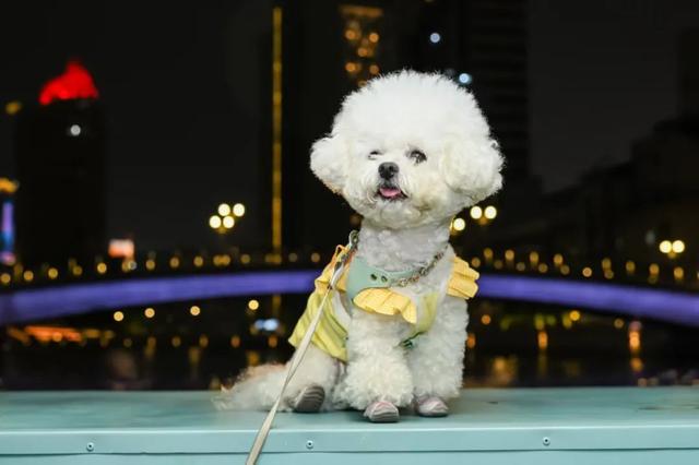 2025上海旅游节“水岸乐游周”启幕！玩转水岸攻略抢先get