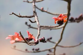 美好生活在云南｜​腾冲：木棉花开红似火，鸟儿枝头闹春来图片