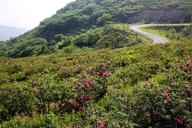 第九届国际月季大会将于5月10日至15日在北京门头沟举办图片