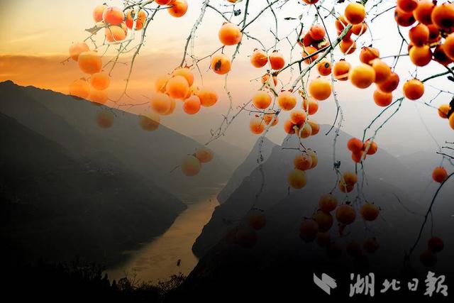 巴东：一树红柿暖初冬