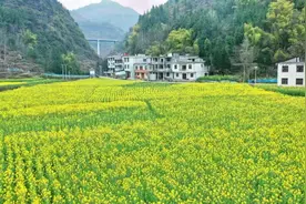 贵州沿河：油菜花开“惹人醉”图片
