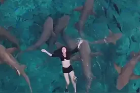 事发热门旅游地！女歌手遭鲨鱼咬伤血流不止……图片