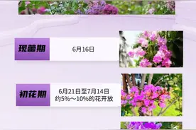 花开有期：气象预报告诉你“夏日花魁”最佳观赏期图片
