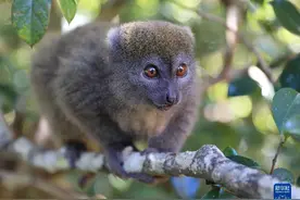 马达加斯加的生物多样性——狐猴图片