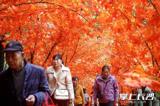 红枫长廊银杏隧道已搭好，石燕湖“拍照打卡天花板”等你来