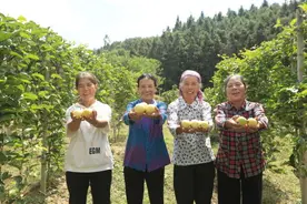 湖南桂阳：荒山结出“黄金果” 果农收获“甜蜜经济”图片