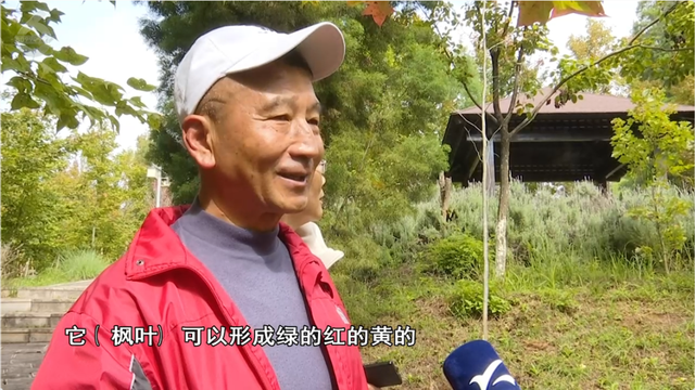 200亩枫海，11月初红艳上线！快来海口林场赏 “秋日大片”