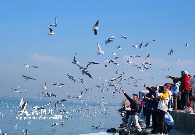 江苏苏州：太湖水域迎来赏鸥观景热潮