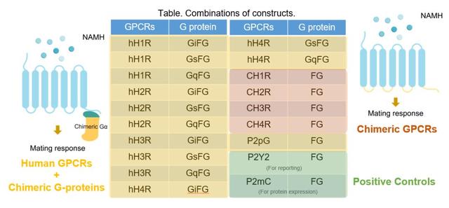 一起照亮更广阔的世界丨北京大学代表队参加国际基因工程机器大赛2025年参赛总结