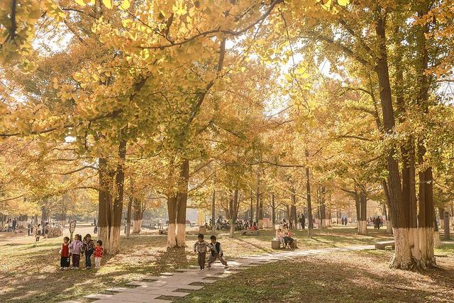 临沂：3000余株银杏披金装