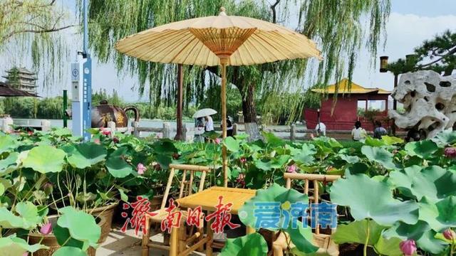 一年四季 泉在济南｜济南第39届荷花艺术节启幕，邀您共赏湖畔荷韵盛宴！