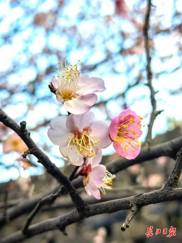 三梅争艳，武汉园博园藏着一只超级“花篮”