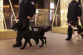 新春走基层丨它们春节也“加班” 可彪可萌可救人可搜爆图片