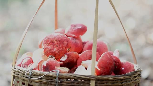 新华社携手董宇辉,走进广西的蔚蓝海岸……