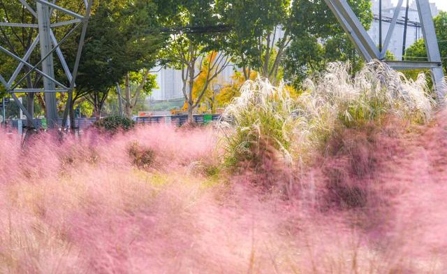 超绝氛围感！蜀山花海实力圈「粉」！