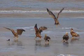 新春走基层｜宁夏黄河湿地：春回大地“稀客”来图片