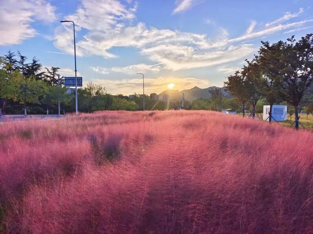 青岛赏秋去哪里？这几个地方别错过！