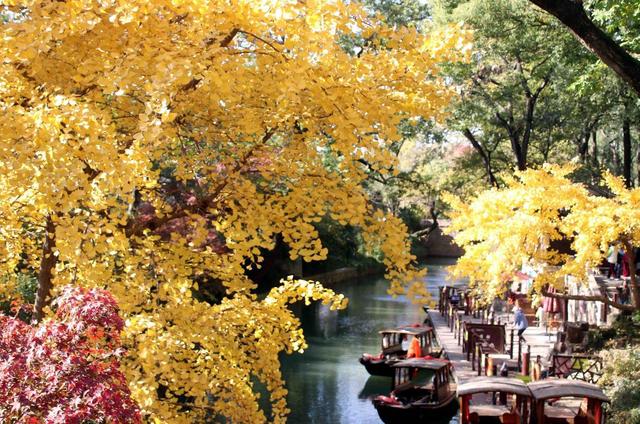 江苏：游苏州虎丘 赏金色银杏