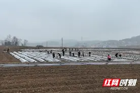 东安：“三字诀”谱写烤烟春耕新篇章图片