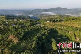 营山县大力发展特色产业 激发乡村发展新活力图片