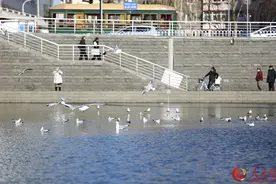 天津海河：人鸥共舞 生态画卷彰显城市魅力图片