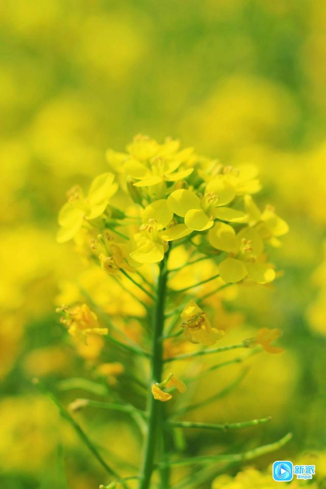 不负春日好时光，潍坊赏花指南请收好