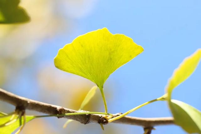 限时绝美！年度顶流！