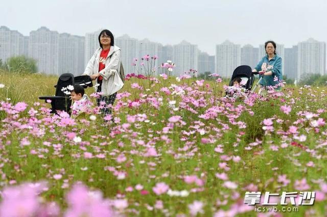 长沙这片花海，火了！