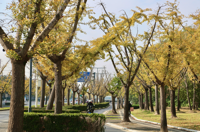 嘉定第一波银杏叶变黄啦！秋日氛围拉满~