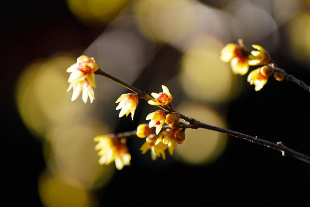 北京卧佛寺：古刹寻梅