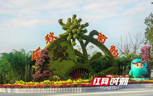 万紫千红撑起深秋颜值！岳麓山4万盆名菊等你打卡