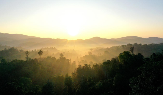 无需滤镜，勐海冬日茶山晕染成茶韵画卷