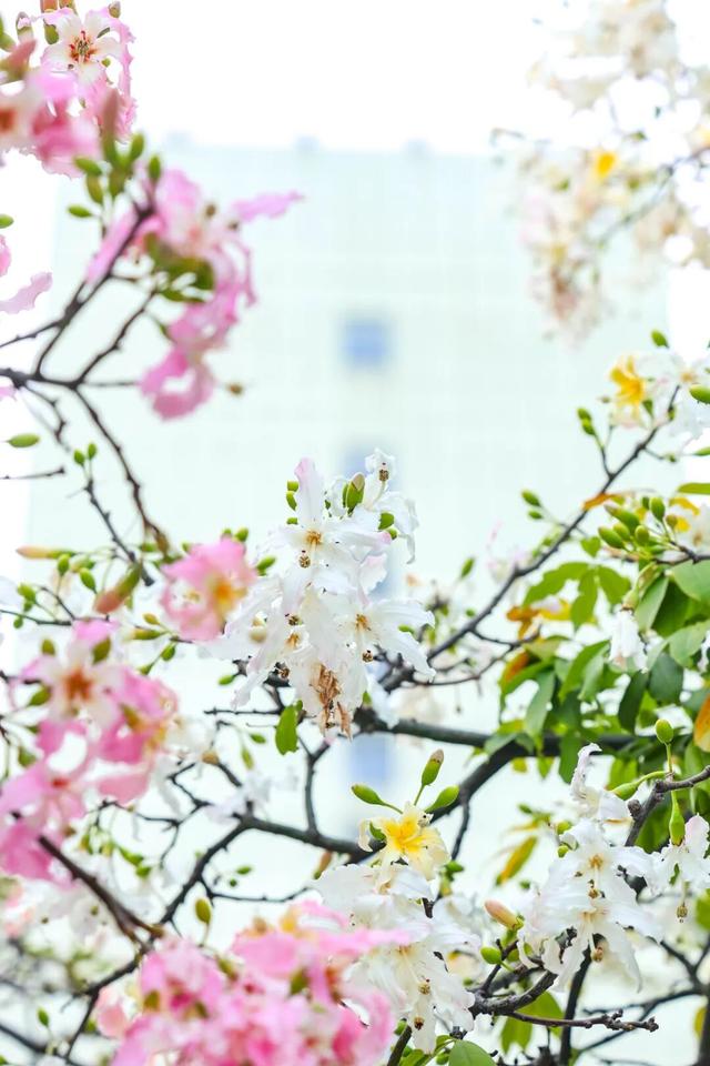 我愿意为了这道色彩，来越秀N次